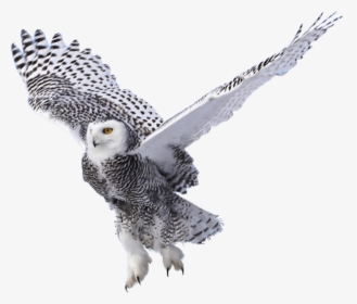 #buho - Snowy Owl, HD Png Download, Free Download
