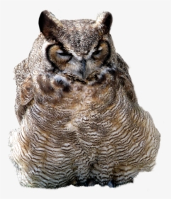 Owl Png - Owl, Transparent Png, Free Download