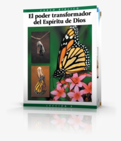 Curso Bíblico Lección 9 El Poder Transformador Del - Monarch Butterfly, HD Png Download, Free Download