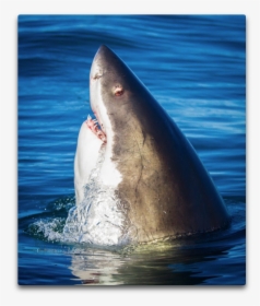 Spyhopping - Great White Shark, HD Png Download, Free Download