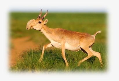 Antelope Dead, HD Png Download, Free Download
