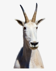 Antelope, HD Png Download, Free Download