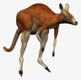 Kangaroo Deer Macropodidae Koala Antelope, HD Png Download, Free Download