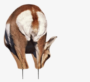 Antelope, HD Png Download, Free Download