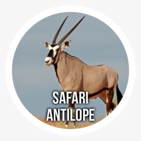 Antelope Safari - Gemsbok, HD Png Download, Free Download