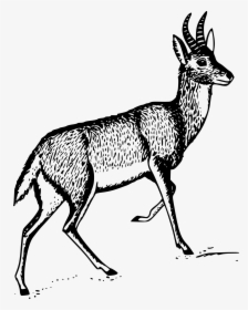 Drawing Of A Reedbuck, HD Png Download, Free Download