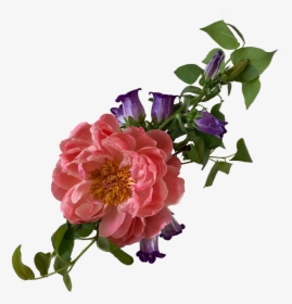 Img 0503 - Garden Roses, HD Png Download, Free Download