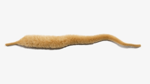 Slug, HD Png Download, Free Download