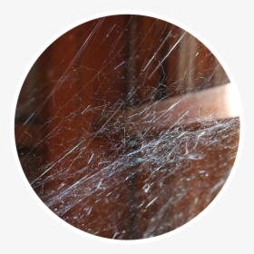 Cobwebs In Home, HD Png Download, Free Download