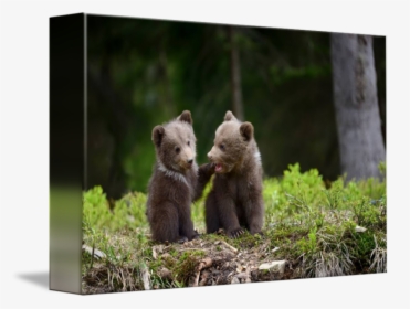 Transparent Bear Cub Clipart - Bear Cubs, HD Png Download, Free Download