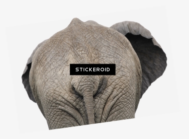 Elephant Back View Close Up - Rear End Of An Elephant, HD Png Download, Free Download