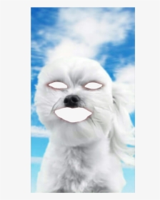 #dog #face #png #funny #snapchat - Maltese, Transparent Png, Free Download