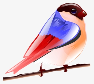 Colourful Birds Images Of Cartoon, HD Png Download, Free Download