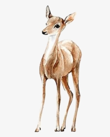 ##watercolor #doe #deer #fawn #handpainted #png #pretty - طراحی آهو و گوزن, Transparent Png, Free Download
