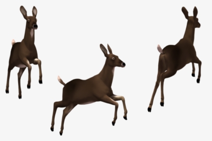 Doe 02 By Free Stock B - Clip Art, HD Png Download, Free Download