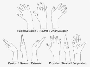 Hands Degrees Of Freedom, HD Png Download, Free Download