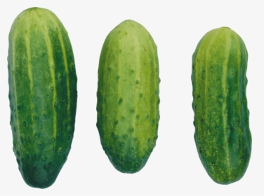 Cucumbers Png Image - Cucumber Clipart, Transparent Png, Free Download
