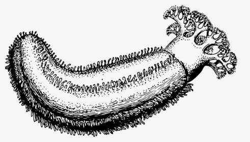 Line Art,wing,jaw - Sea Cucumber Drawing Easy, HD Png Download, Free Download