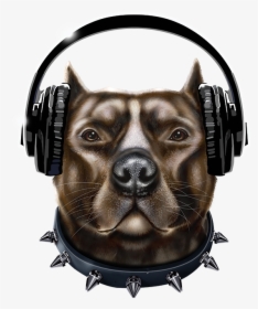 Transparent Pitbull Head Png - Pitbull With Headphones, Png Download, Free Download