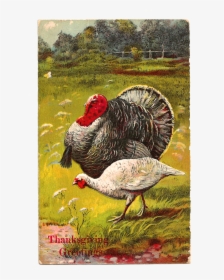 Thanksgiving Turkey Printable Greeting Design, HD Png Download, Free Download