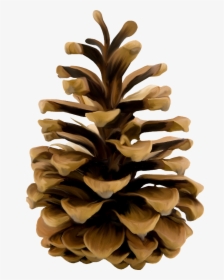 Stone Pine Conifer Cone Conifers Clip Art - Pine Cone Transparent Background, HD Png Download, Free Download