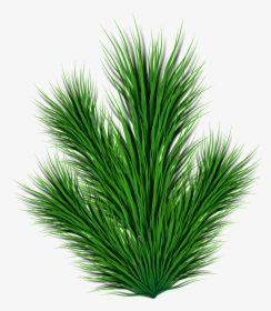 Evergreen,pine Family,plant - Plant Side View Png, Transparent Png, Free Download