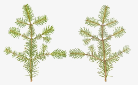 Transparent Conifer Png - Western Yellow Pine, Png Download, Free Download