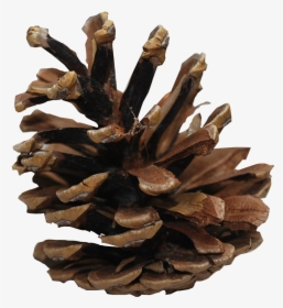 Pine Cone Transparent, HD Png Download, Free Download