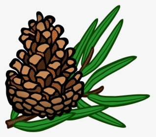 Conifer Cone - Coloured - Conifers Clipart, HD Png Download, Free Download