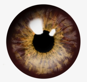 Eye Png Download Image - Transparent Brown Eyes Png, Png Download, Free Download