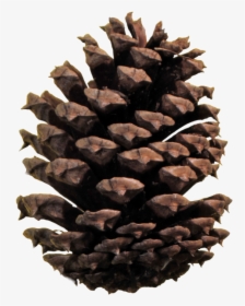 Stone Pine Conifer Cone Clip Art - Pine Cone No Background, HD Png Download, Free Download