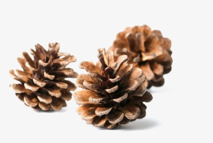 Conifer - Cones In Pine, HD Png Download, Free Download