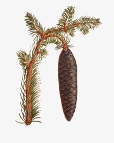 Hand Painted A Branch Of Wild Pinecone Transparent - Pond Pine, HD Png Download, Free Download