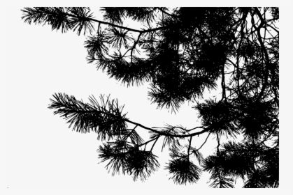 Silhouette, Pine, Conifer, Pinus, Nature, Branches - Georgia Pine, HD Png Download, Free Download