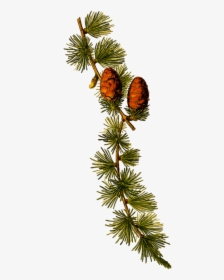 Twig Vector Conifer - Larix Decidua, HD Png Download, Free Download