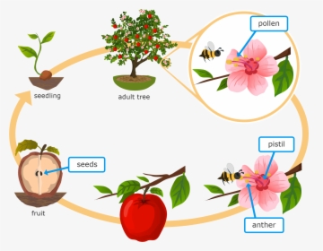 Grade 5 Life Cycle Of A Flowering Plant, HD Png Download, Free Download