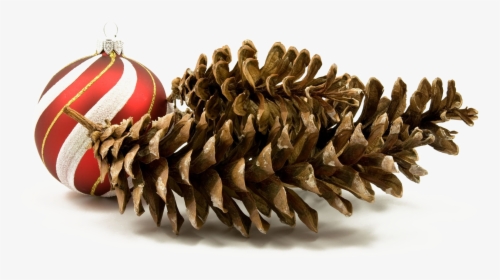 Holiday Pine Cone Png Hd Quality - Christmas Elements Png Real, Transparent Png, Free Download