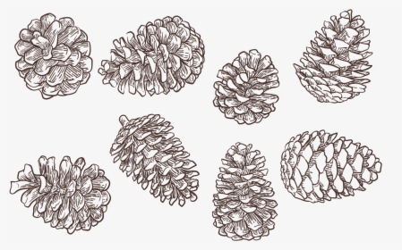 Clip Art Pine Cone Drawing - Pine Cones Vector Png, Transparent Png, Free Download
