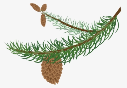 Pine Branch Tree Conifer Cone Fir - Clipart Winter Tree Branch, HD Png Download, Free Download
