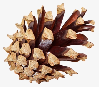 Pine Cone Png - Pinecone Png, Transparent Png, Free Download