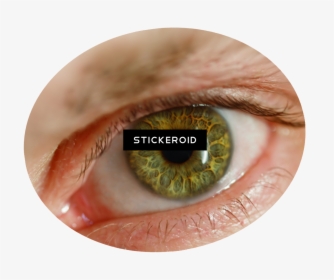 Human Eye Png - Human Eyes Png, Transparent Png, Free Download