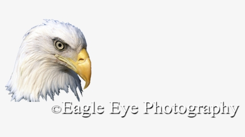 Bald Eagle, HD Png Download, Free Download