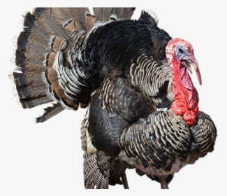 Turkey Png Transparent, Png Download, Free Download