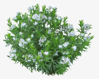 White Flower Bush Png, Transparent Png, Free Download