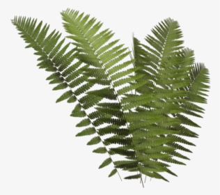 Thumb Image - Transparent Fern Png, Png Download, Free Download