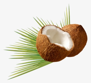 Coconut Bra Png - Lingerie Top, Transparent Png - 824x1121(#6320040) -  PngFind