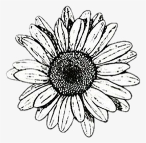 Clip Art Collection Of Free Flower - Transparent Flower Drawing Png, Png Download, Free Download
