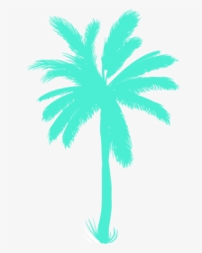 Transparent Coconut Bra Clipart - Palm Trees, HD Png Download, Free Download