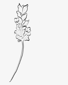 Line Art - Lavender Clipart Black And White, HD Png Download, Free Download