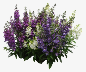 Buddleia - Plants Flowers Plan Png, Transparent Png, Free Download